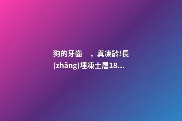 狗的牙齒，真凍齡!長(zhǎng)埋凍土層18000年的狼狗狗